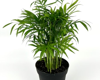 May include: A potted green parlor palm plant with long, slender leaves in a black plastic pot.