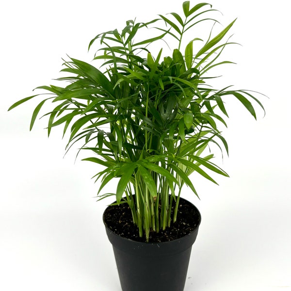 Parlor Palm Chamaedorea Neanthe Bella 8-12", Low Maintenance, Low Light, Air Purifying Houseplant, 4” Pot