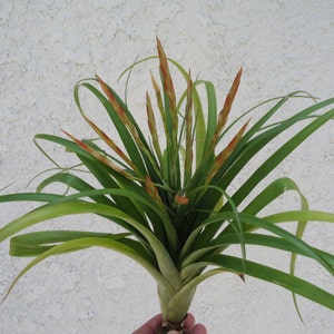 Tillandsia Flabellata Air Plants Small 6"-8"