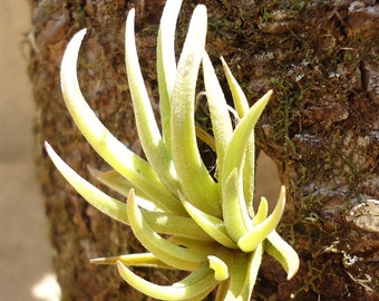 Tillandsia Argentina Air Plants