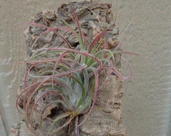 Tillandsia Pruinosa x Velutina Air Plants