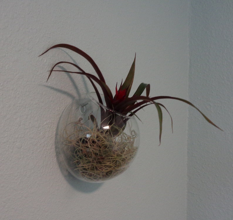 5 Glass Wall Hanging Plant Orb/terrarium Etsy