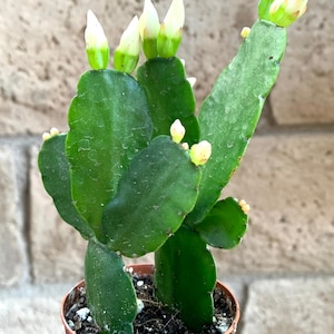 Cactus de Pascua de flores blancas Rhipsalidopsis Gaertnerrii