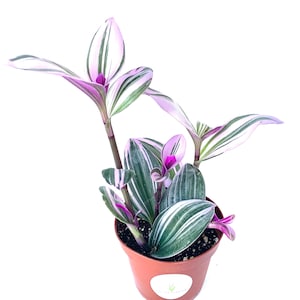 Tradescantia Nanouk Pink Houseplants, 4" Pot