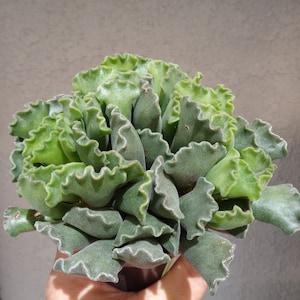 Sea Shell Succulent Adromischus Cristatus