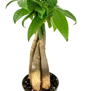 Money Tree Braided Pachira Aquatica House Plants, 4&quot; pot