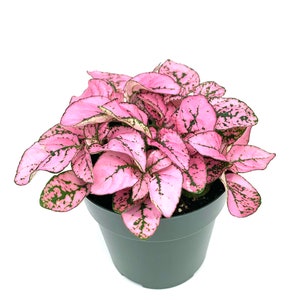 Hypoestes Pink Splash Live Potted House Plants Air Purifying image 3