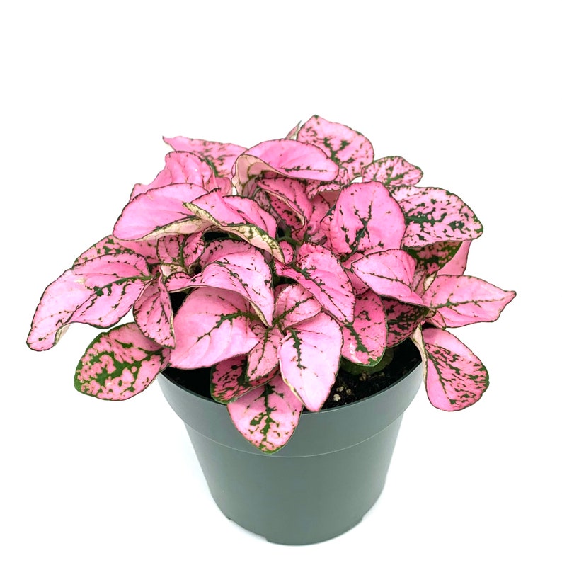 May include: A pink and green houseplant with speckled leaves in a black plastic pot.