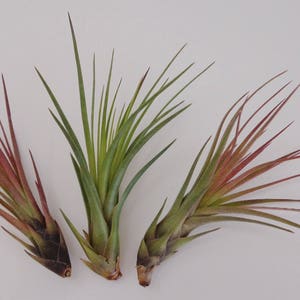 Tillandsia Tricolor Melanocrater Air plants image 4