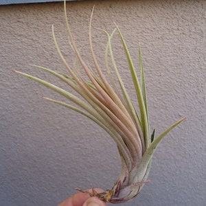 Tillandsia Fasciculata x Ionantha Air Plants image 2