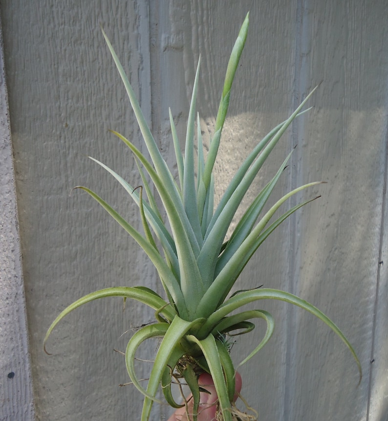 Tillandsia Micans Hybrid Air Plants image 1