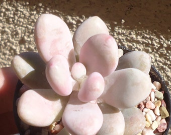 Pink Moonstone Succulents Pachyphytum Oviferum Roseum