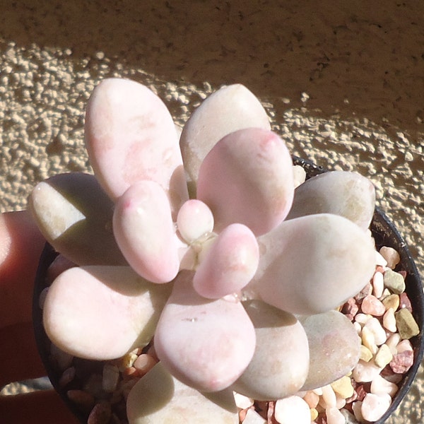 Pink Moonstone Succulents Pachyphytum Oviferum Roseum