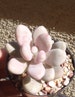 Pink Moonstone Succulents Pachyphytum Oviferum Roseum 