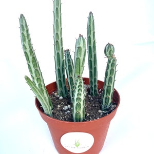 Pickle Plant Succulent Senecio Stapelliformis