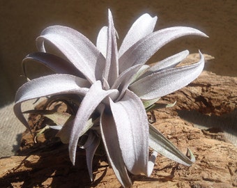 Tillandsia Chiapensis Small Air Plants