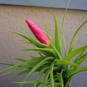 Tillandsia Tenuifolia Emerald Forest Air Plants