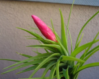 Tillandsia Tenuifolia Emerald Forest Air Plants