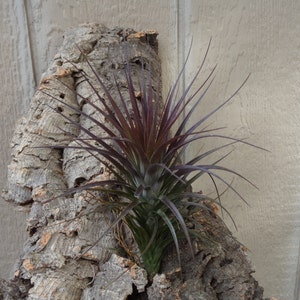 Tillandsia Tenuifolia Amethyst