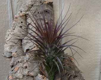 Tillandsia Tenuifolia Amethyst