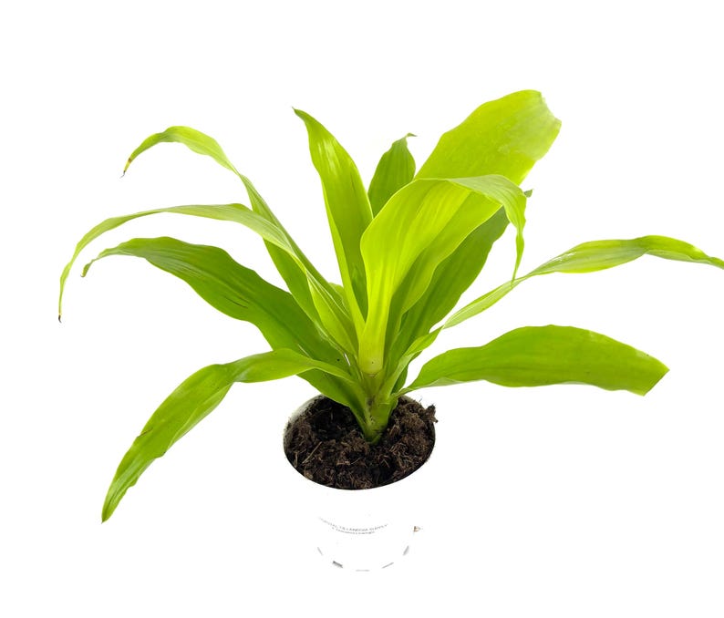 CTS Air Plants Dracaena Limelight House Plant - Thumbnail 2