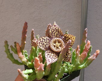 Stapelia Variegata Small Cluster Starfish Cactus, 2" Pot