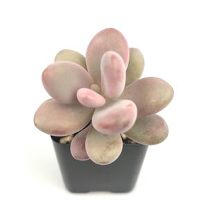 Pink Moonstone Succulents Pachyphytum Oviferum Roseum