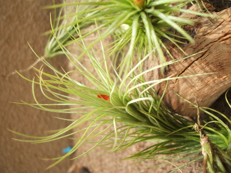 Tillandsia Funkiana Air Plant image 3