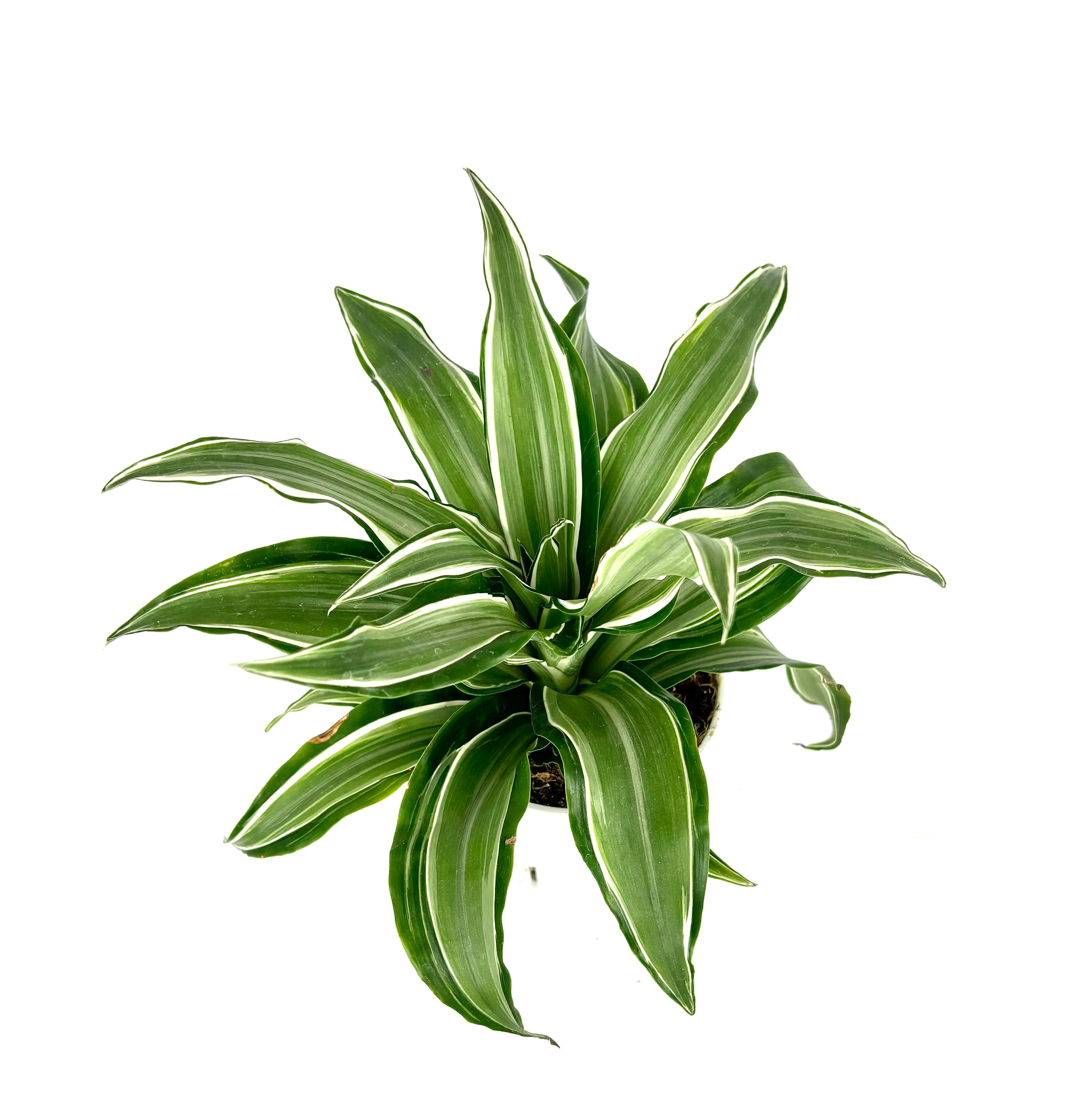 Dracaena Kanzi Air Purifying Houseplants - Etsy Israel