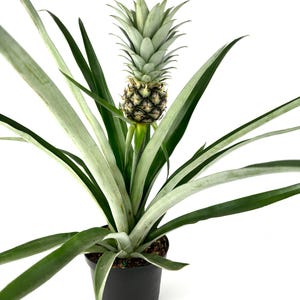 May include: A potted pineapple plant with long, green leaves and a small, developing pineapple. The pineapple has a textured, brown and green exterior and a crown of spiky green leaves. The plant is in a black pot.