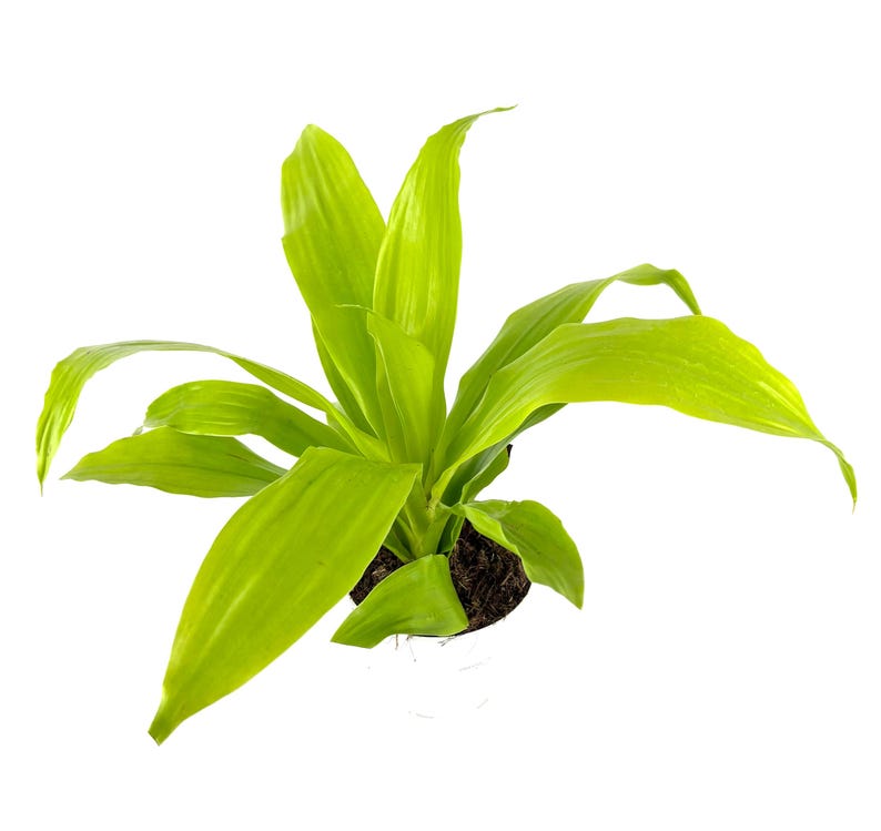 CTS Air Plants Dracaena Limelight House Plant