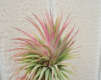 Tillandsia Ionantha Fat Boy