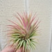 see more listings in the Air Plants/Bromeliads section