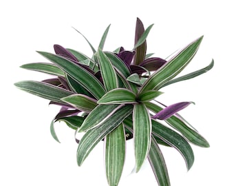 Tradescantia Spathacea Moses in a Cradle Houseplants, 4" Pot