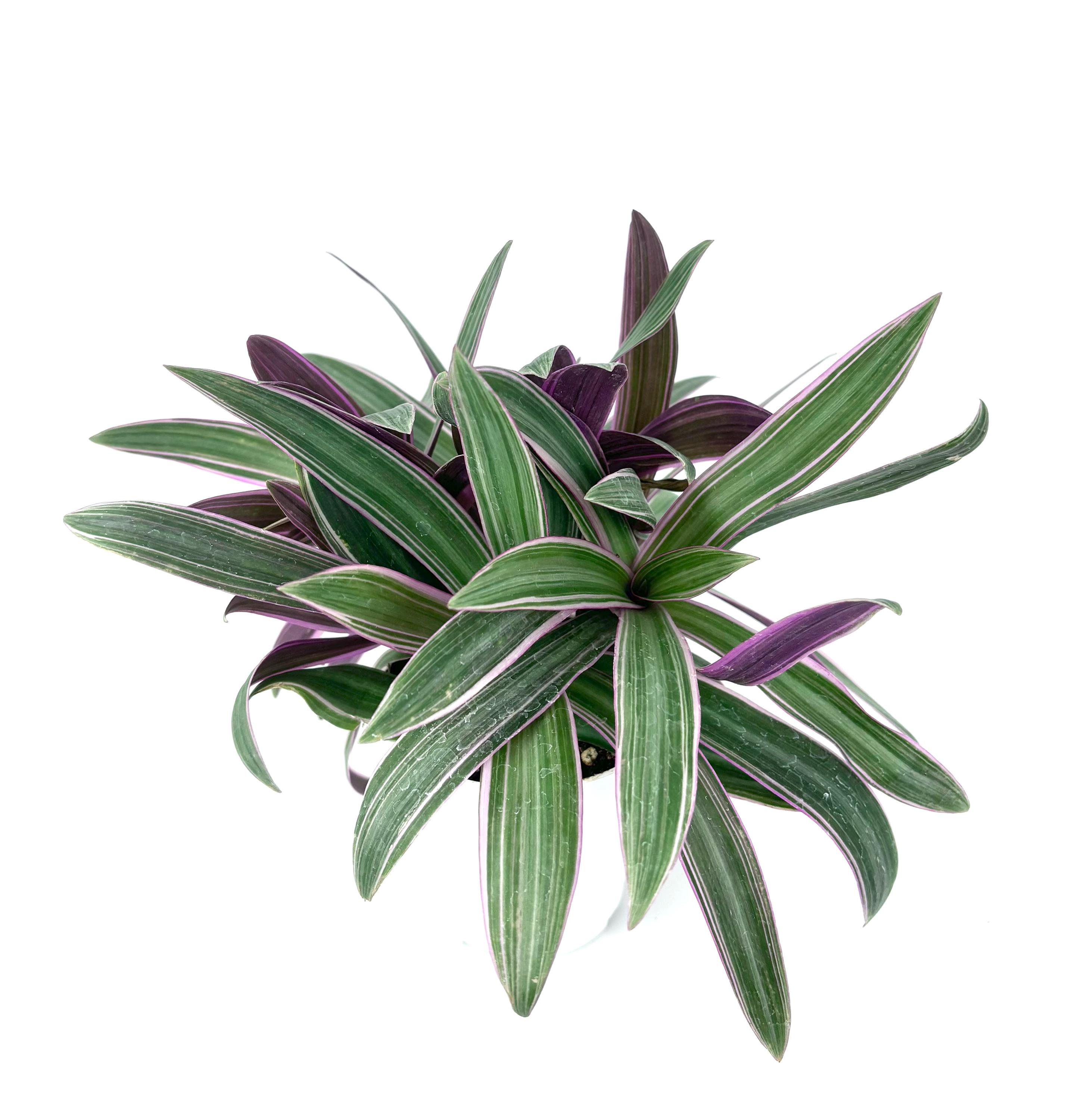 Tradescantia Spathacea Moses in a Cradle Houseplants, 4" Pot - Etsy