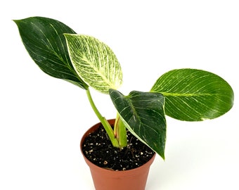 Philodendron Birkin Variegated Air Purifying Houseplant, 4" Pot.