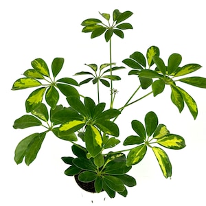May include: A potted Schefflera plant with vibrant green and yellow variegated leaves. The plant has multiple stems and a full, lush appearance, set against a clean white background. The leaves are palmately compound, with multiple leaflets radiating from a central point.