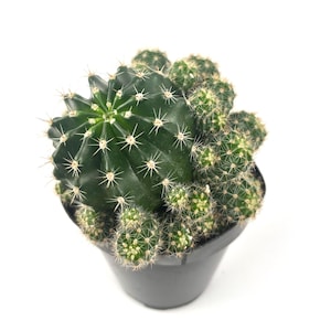 Echinobivia Rainbow Bursts Cactus