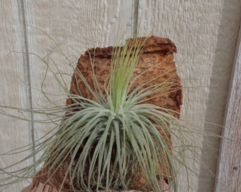 Tillandsia Magnusiana Air Plants