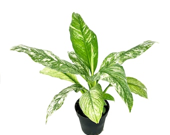 May include: A potted plant with variegated green and white leaves. The plant is in a black plastic pot.