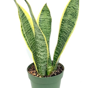 Snake Plant Sansaveria Laurentii Potted House Plants in 4&quot; Pot