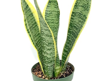 Snake Plant Sansaveria Laurentii Potted House Plants in 4" Pot