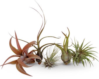 Air Plants Tillandsia Collection of 5 Easy Houseplants for Beginners Small to Medium 1.5"-6"+