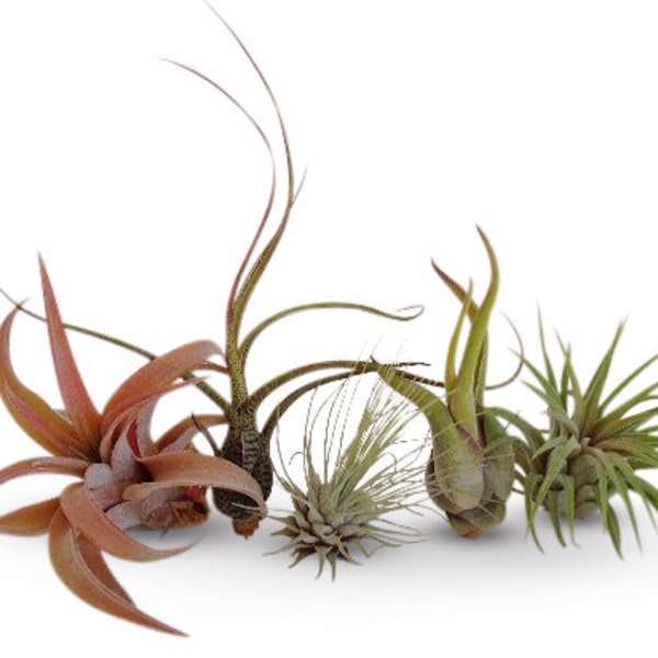 Air Plants Tillandsia Collection of 5 Easy Houseplants for Beginners Small to Medium 1.5"-6"+