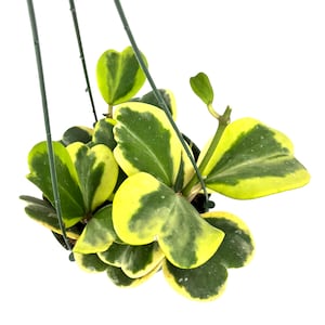 Anthurium Pterodactyl Variegated | Rare Plants | Live Plants