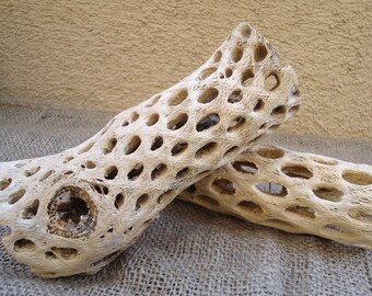 Medium Cholla Wood Perfect for Air Plants, Bromeliads and More