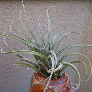 Tillandsia Cauligera image 5