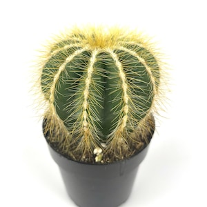 Balloon Cactus-Notocactus Magnificus
