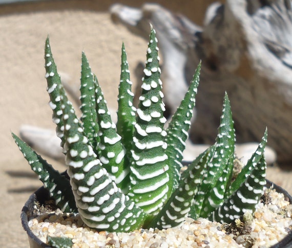 Haworthia Wide Zebra Succulent, Low Maintenance Indoor Plant, 4" Pot - Etsy