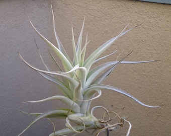 Tillandsia Albida